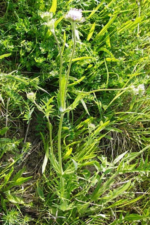 Knautia arvensis \ Acker-Witwenblume / Field Scabious, D Oppenheim 11.5.2015