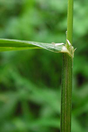 Dactylis polygama \ Wald-Kn�uelgras / Slender Cocksfoot Grass, D Grettstadt 1.6.2015