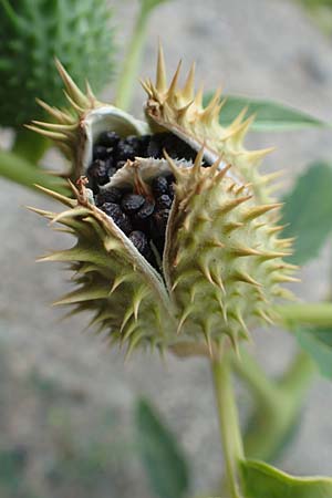 Datura stramonium \ Gew�hnlicher Stechapfel / Thorn Apple, D Mannheim 9.9.2015