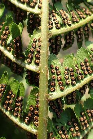 Dryopteris filix-mas \ Gew�hnlicher Wurmfarn, M�nner-Farn / Male Fern, D Schwetzingen 12.11.2015