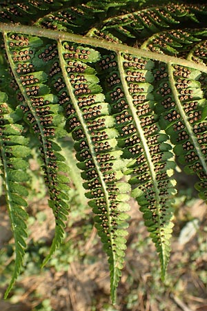 Dryopteris filix-mas \ Gew�hnlicher Wurmfarn, M�nner-Farn / Male Fern, D Schwetzingen 12.11.2015