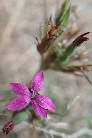 Dianthus armeria \ B�schel-Nelke / Deptford Pink, D L&uuml;tzelbach 17.9.2016