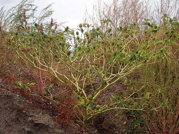 Datura stramonium \ Gew�hnlicher Stechapfel / Thorn Apple, D Mannheim 17.9.2017