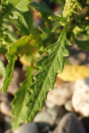 Dysphania ambrosioides \ Wohlriechender Dr�seng�nsefu�, Jesuiten-Tee / West-Indian Goosefoot, Mexican Tea, D D&uuml;sseldorf-Lohausen 27.9.2017