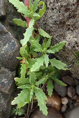 Dysphania ambrosioides \ Wohlriechender Dr�seng�nsefu�, Jesuiten-Tee / West-Indian Goosefoot, Mexican Tea, D Krefeld-Uerdingen 28.9.2017