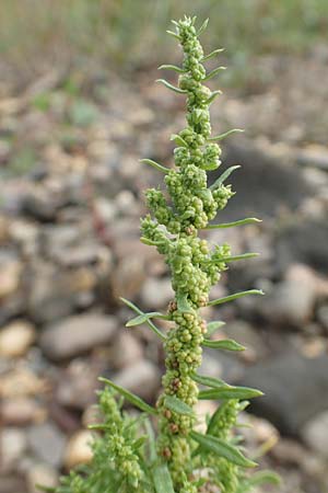 Dysphania ambrosioides \ Wohlriechender Dr�seng�nsefu�, Jesuiten-Tee / West-Indian Goosefoot, Mexican Tea, D Krefeld-Uerdingen 28.9.2017