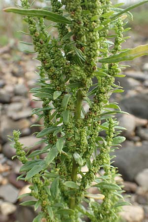 Dysphania ambrosioides \ Wohlriechender Dr�seng�nsefu�, Jesuiten-Tee / West-Indian Goosefoot, Mexican Tea, D Krefeld-Uerdingen 28.9.2017