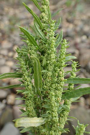 Dysphania ambrosioides \ Wohlriechender Dr�seng�nsefu�, Jesuiten-Tee / West-Indian Goosefoot, Mexican Tea, D Krefeld-Uerdingen 28.9.2017