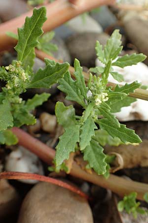 Dysphania ambrosioides \ Wohlriechender Dr�seng�nsefu�, Jesuiten-Tee / West-Indian Goosefoot, Mexican Tea, D Krefeld-Uerdingen 28.9.2017