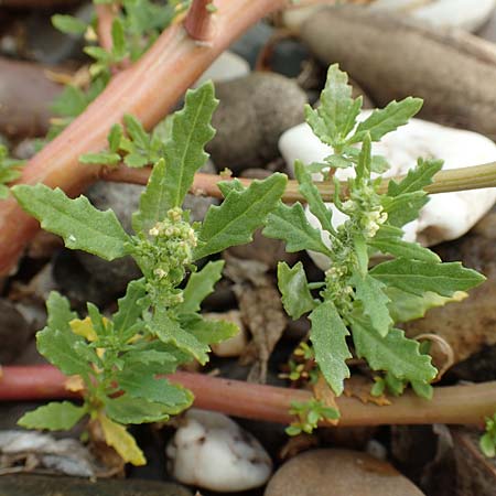 Dysphania ambrosioides \ Wohlriechender Dr�seng�nsefu�, Jesuiten-Tee / West-Indian Goosefoot, Mexican Tea, D Krefeld-Uerdingen 28.9.2017