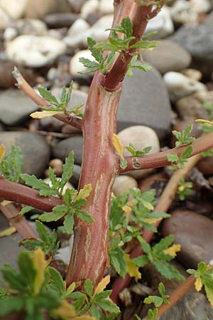 Dysphania ambrosioides \ Wohlriechender Dr�seng�nsefu�, Jesuiten-Tee / West-Indian Goosefoot, Mexican Tea, D Krefeld-Uerdingen 28.9.2017