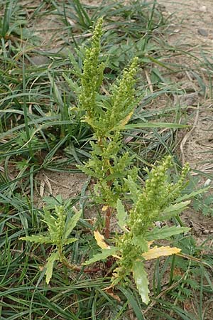Dysphania ambrosioides \ Wohlriechender Dr�seng�nsefu�, Jesuiten-Tee / West-Indian Goosefoot, Mexican Tea, D Krefeld-Uerdingen 28.9.2017