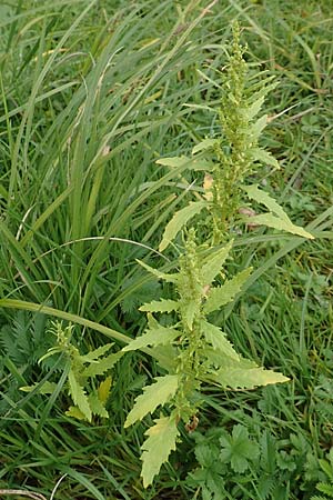 Dysphania ambrosioides \ Wohlriechender Dr�seng�nsefu�, Jesuiten-Tee / West-Indian Goosefoot, Mexican Tea, D Krefeld-Uerdingen 28.9.2017
