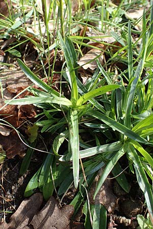 Dianthus armeria \ B�schel-Nelke / Deptford Pink, D Hanhofen 14.4.2018