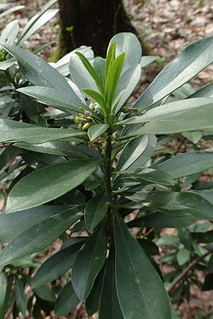 Daphne laureola \ Lorbeer-Seidelbast / Spurge Laurel, D Heidelberg 15.4.2018