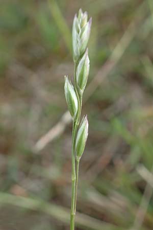 Danthonia decumbens \ T�uschender Dreizahn / Common Heath Grass, D Winterberg 15.6.2018