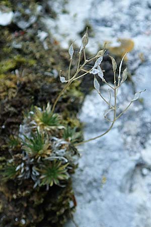 Draba aizoides \ Immergr�nes Felsenbl�mchen, Felsen-Hungerbl�mchen / Yellow Whitlowgrass, D Beuron 27.6.2018