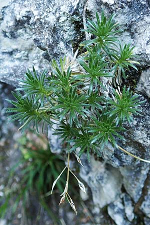Draba aizoides \ Immergr�nes Felsenbl�mchen, Felsen-Hungerbl�mchen / Yellow Whitlowgrass, D Beuron 27.6.2018