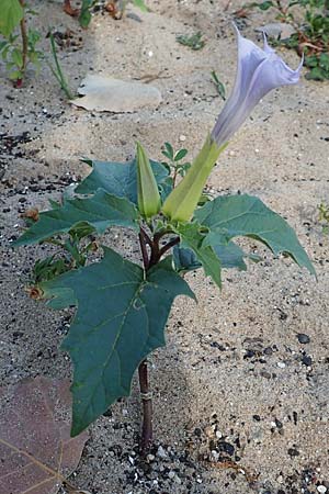 Datura stramonium var. tatula \ Blauer Stechapfel / Purple Thorn Apple, D K&ouml;ln-Z&uuml;ndorf 22.8.2018