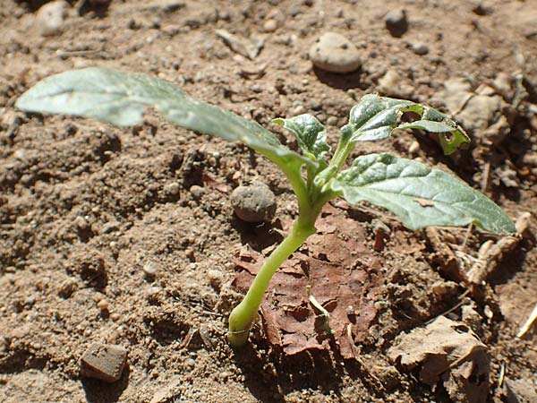 Datura stramonium \ Gew�hnlicher Stechapfel / Thorn Apple, D Mannheim 16.9.2018