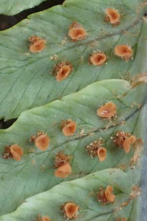 Dryopteris affinis \ Goldschuppen-Farn, Schuppiger Wurmfarn / Scaly Male Fern, D Neckarsteinach 9.11.2018