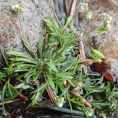Draba acutidentata \ Spitzz�hniges Hungerbl�mchen / Acute-Teeth Whitlowgrass, D Aachen-Verlautenheide 10.3.2019