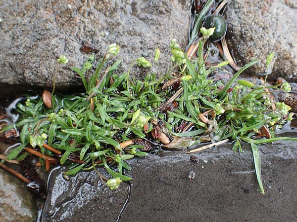 Draba acutidentata \ Spitzz�hniges Hungerbl�mchen / Acute-Teeth Whitlowgrass, D Aachen-Verlautenheide 10.3.2019