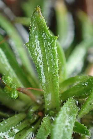 Draba acutidentata \ Spitzz�hniges Hungerbl�mchen / Acute-Teeth Whitlowgrass, D Aachen-Verlautenheide 10.3.2019