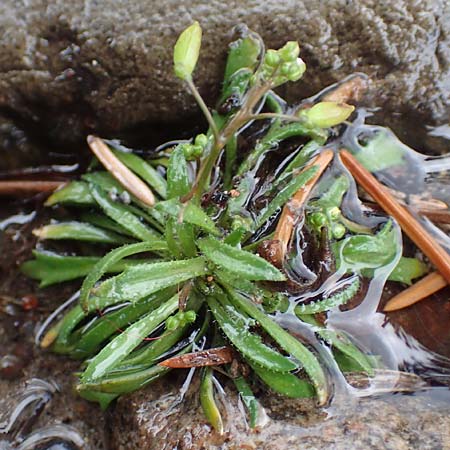 Draba acutidentata \ Spitzz�hniges Hungerbl�mchen / Acute-Teeth Whitlowgrass, D Aachen-Verlautenheide 10.3.2019