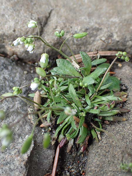 Draba acutidentata \ Spitzz�hniges Hungerbl�mchen / Acute-Teeth Whitlowgrass, D Aachen-Verlautenheide 10.3.2019