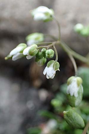 Draba acutidentata \ Spitzz�hniges Hungerbl�mchen / Acute-Teeth Whitlowgrass, D Aachen-Verlautenheide 10.3.2019