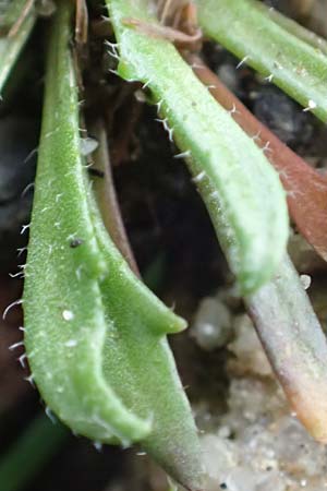 Draba acutidentata \ Spitzz�hniges Hungerbl�mchen / Acute-Teeth Whitlowgrass, D Aachen-Verlautenheide 10.3.2019