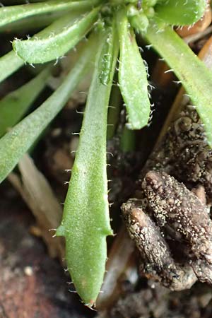 Draba acutidentata \ Spitzz�hniges Hungerbl�mchen / Acute-Teeth Whitlowgrass, D Aachen-Verlautenheide 10.3.2019