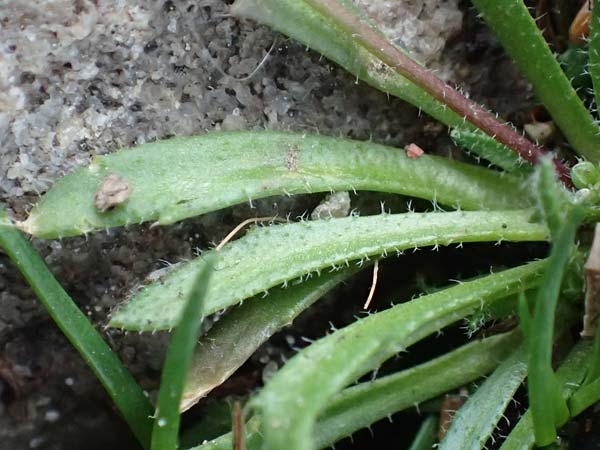 Draba acutidentata \ Spitzz�hniges Hungerbl�mchen / Acute-Teeth Whitlowgrass, D Aachen-Verlautenheide 10.3.2019