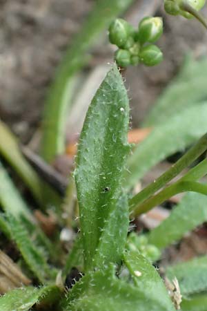 Draba acutidentata \ Spitzz�hniges Hungerbl�mchen / Acute-Teeth Whitlowgrass, D Aachen-Verlautenheide 10.3.2019
