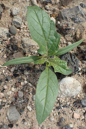 Datura stramonium \ Gew�hnlicher Stechapfel / Thorn Apple, D Mannheim 15.10.2019