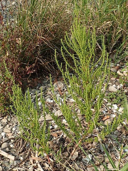 Dysphania ambrosioides \ Wohlriechender Dr�seng�nsefu�, Jesuiten-Tee / West-Indian Goosefoot, Mexican Tea, D K&ouml;ln 11.9.2020