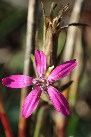 Dianthus armeria \ B�schel-Nelke / Deptford Pink, D Brensbach 10.10.2020