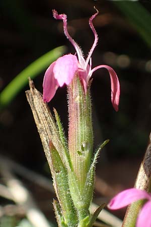 Dianthus armeria \ B�schel-Nelke / Deptford Pink, D Brensbach 10.10.2020