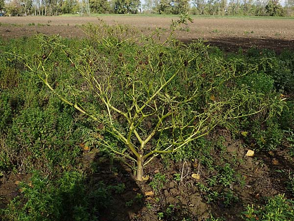Datura stramonium \ Gew�hnlicher Stechapfel / Thorn Apple, D Mannheim 22.10.2022