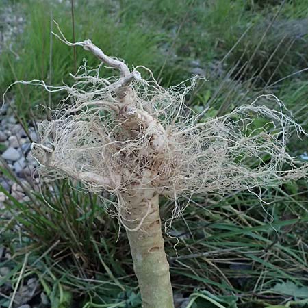 Datura stramonium \ Gew�hnlicher Stechapfel / Thorn Apple, D Ludwigshafen 1.9.2023