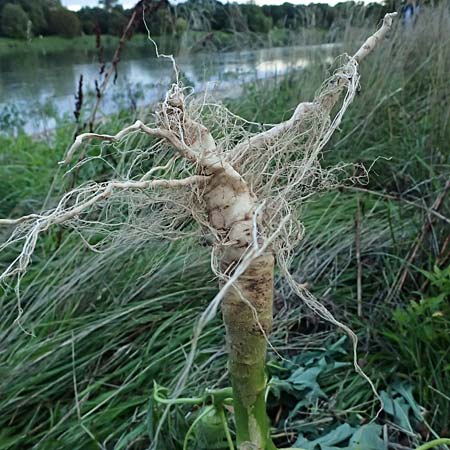 Datura stramonium \ Gew�hnlicher Stechapfel / Thorn Apple, D Ludwigshafen 1.9.2023