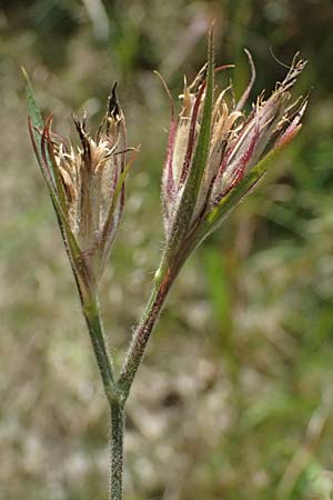 Dianthus armeria \ B�schel-Nelke / Deptford Pink, D Otzberg 16.8.2025