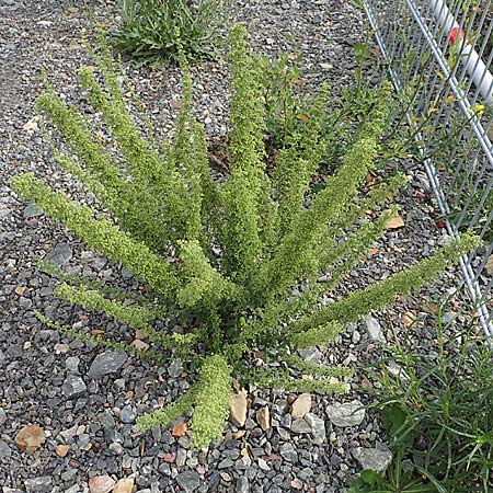 Dysphania botrys \ Klebriger Dr�seng�nsefu� / Sticky Goosefoot, Jerusalem Oak, D Mannheim 20.9.2015