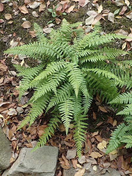 Dryopteris braunii \ Weicher Schildfarn, Zarter Schildfarn / Prickly Shield Fern, Braun's Shield Fern, D Botan. Gar.  Universit.  T&uuml;bingen 3.9.2016