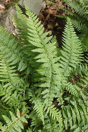 Dryopteris braunii \ Weicher Schildfarn, Zarter Schildfarn / Prickly Shield Fern, Braun's Shield Fern, D Botan. Gar.  Universit.  T&uuml;bingen 3.9.2016
