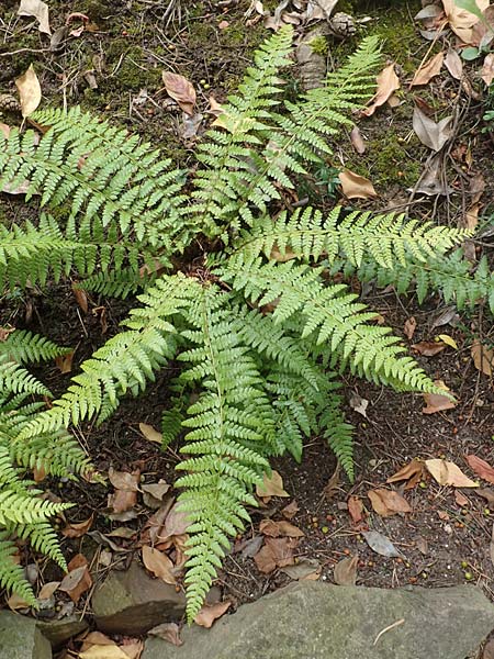Dryopteris braunii \ Weicher Schildfarn, Zarter Schildfarn / Prickly Shield Fern, Braun's Shield Fern, D Botan. Gar.  Universit.  T&uuml;bingen 3.9.2016