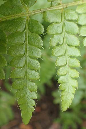 Dryopteris braunii \ Weicher Schildfarn, Zarter Schildfarn / Prickly Shield Fern, Braun's Shield Fern, D Botan. Gar.  Universit.  T&uuml;bingen 3.9.2016