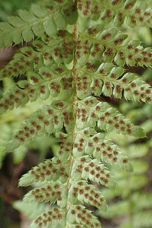 Dryopteris braunii \ Weicher Schildfarn, Zarter Schildfarn / Prickly Shield Fern, Braun's Shield Fern, D Botan. Gar.  Universit.  T&uuml;bingen 3.9.2016