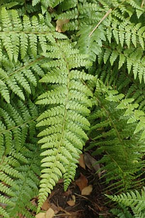Dryopteris braunii \ Weicher Schildfarn, Zarter Schildfarn / Prickly Shield Fern, Braun's Shield Fern, D Botan. Gar.  Universit.  T&uuml;bingen 3.9.2016